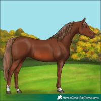 Horse Color:Chestnut 