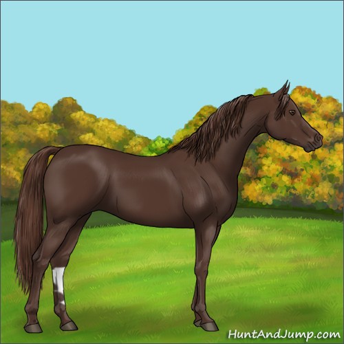Horse Color:Liver Chestnut 