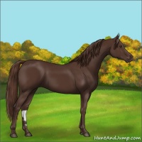 Horse Color:Liver Chestnut 