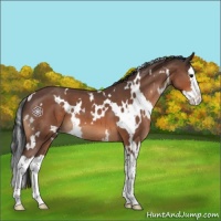 Horse Color:White Spotted Bay Roan Splash Appaloosa 
