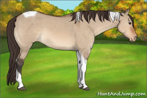 Horse Color:Bay Dun Tobiano Appaloosa 