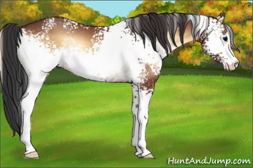 Horse Color:White Spotted Bay Onyx Sabino