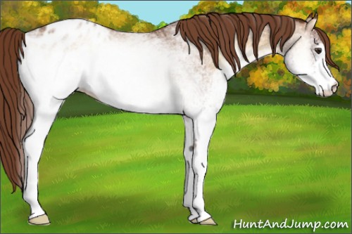 Horse Color:White Spotted Red Onyx Sabino Varnish