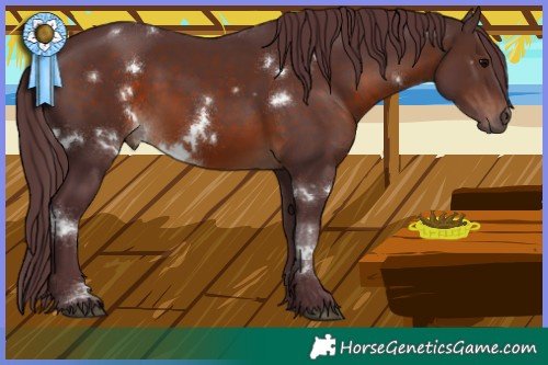 Horse Color:White Spotted Chocolate Brown Sabino 