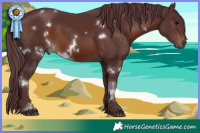 Horse Color:White Spotted Chocolate Brown Sabino