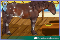 Horse Color:White Spotted Chocolate Brown Sabino