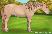 Horse Color:Gold Champagne 