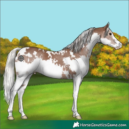 Horse Color:White Spotted Silver Black Splash 