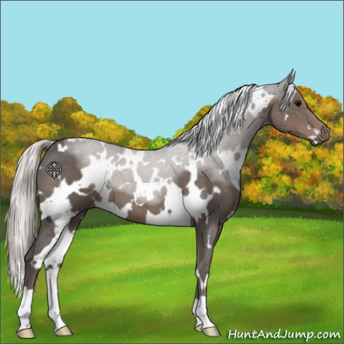 Horse Color:White Spotted Silver Black