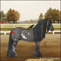 Horse Color:White Spotted Grullo