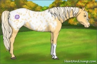 Horse Color:Palomino Appaloosa 