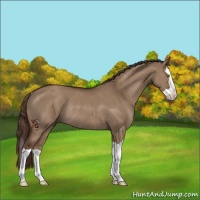Horse Color:Liver Red Dun Splash Rabicano 