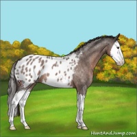 Horse Color:Liver Red Roan Sabino Splash Appaloosa 