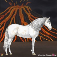 Horse Color:Gold Cream Champagne Ice Dun Tobiano Appaloosa 