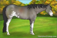 Horse Color:Grullo Sabino 