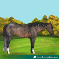 Horse Color:Brown Dun Brindle 