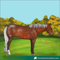 Horse Color:Silver Brown Rabicano 