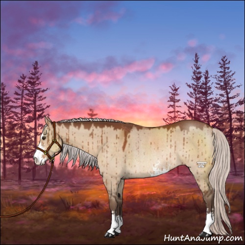 Horse Color:Silver Brown Dun Sabino Rabicano