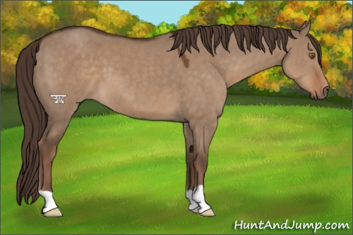 Horse Color:Liver Red Dun 