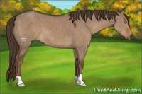Horse Color:Liver Red Dun 