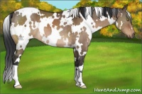 Horse Color:White Spotted Brown Dun 