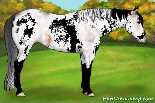 Horse Color:White Spotted Bay