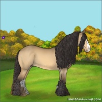 Horse Color:Buckskin Dun Splash