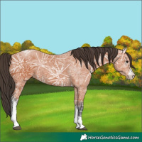 Horse Color:Bay Ice Sabino Tobiano 