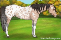 Horse Color:Bay Ice Sabino Tobiano Blanket 
