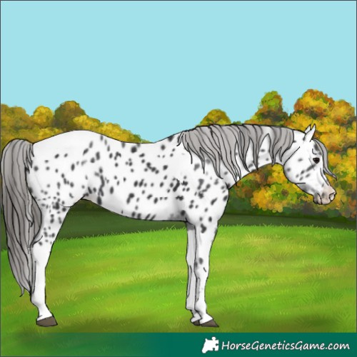Horse Color:Black Tobiano Near Leopard 
