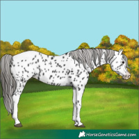 Horse Color:Black Tobiano Near Leopard 