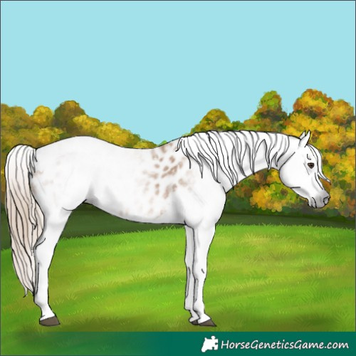 Horse Color:Gray Chestnut Tobiano Appaloosa 