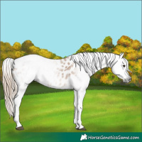 Horse Color:Gray Chestnut Tobiano Appaloosa 