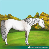 Horse Color:Gray Bay Dun Tobiano 