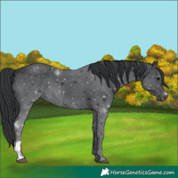 Horse Color:Black Sabino 