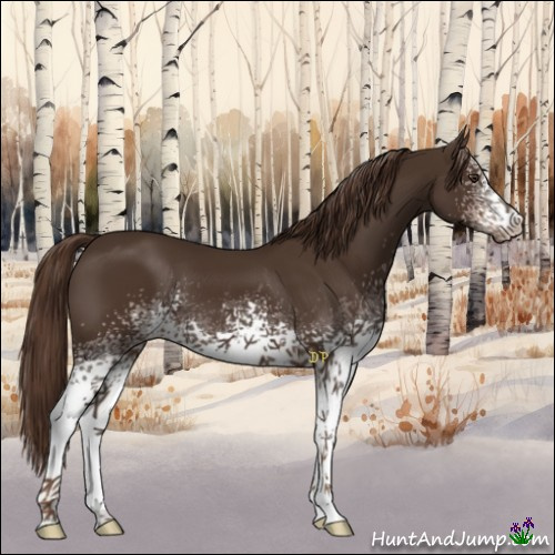 Horse Color:White Spotted Liver Chestnut 