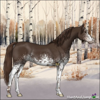 Horse Color:White Spotted Liver Chestnut 