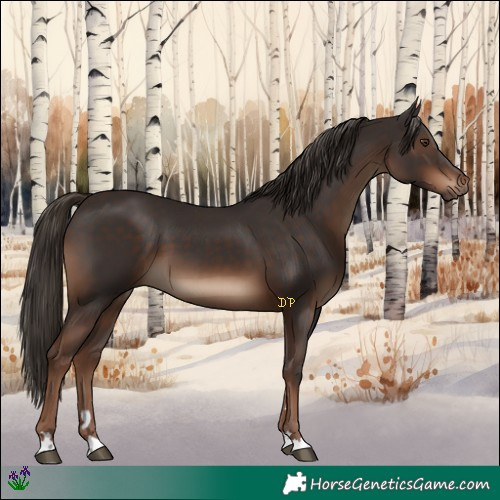 Horse Color:Liver Chestnut 
