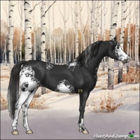 Horse Color:White Spotted Liver Chestnut Sabino 