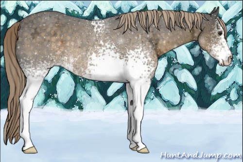 Horse Color:White Spotted Chocolate Palomino Ice 