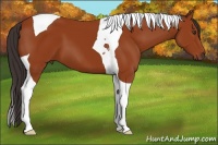 Horse Color:Bay Tobiano 
