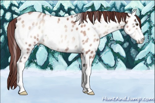 Horse Color:Chocolate Sable Champagne Ice Onyx Sabino Appaloosa Rabicano 