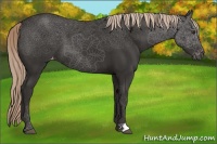 Horse Color:Liver Chestnut Appaloosa 