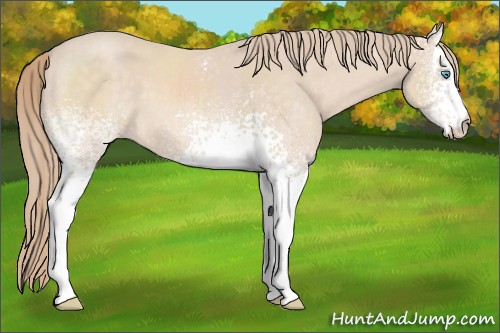 Horse Color:White Spotted Perlino 