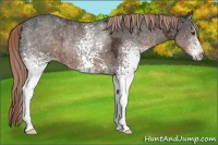 Horse Color:White Spotted Liver Chestnut Ice Rabicano 