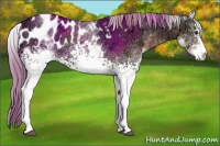 Horse Color:White Spotted Liver Chestnut Ice Appaloosa 