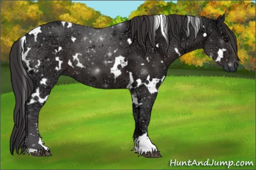 Horse Color:White Spotted Smoky Black Ice Sabino 