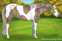 Horse Color:Nacre Chocolate Palomino Sabino Splash Tobiano Blanket 
