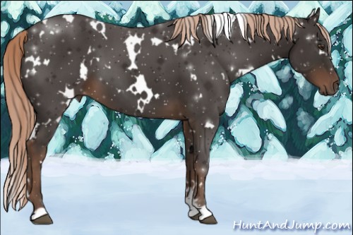 Horse Color:White Spotted Liver Chestnut 