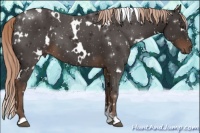 Horse Color:White Spotted Liver Chestnut 